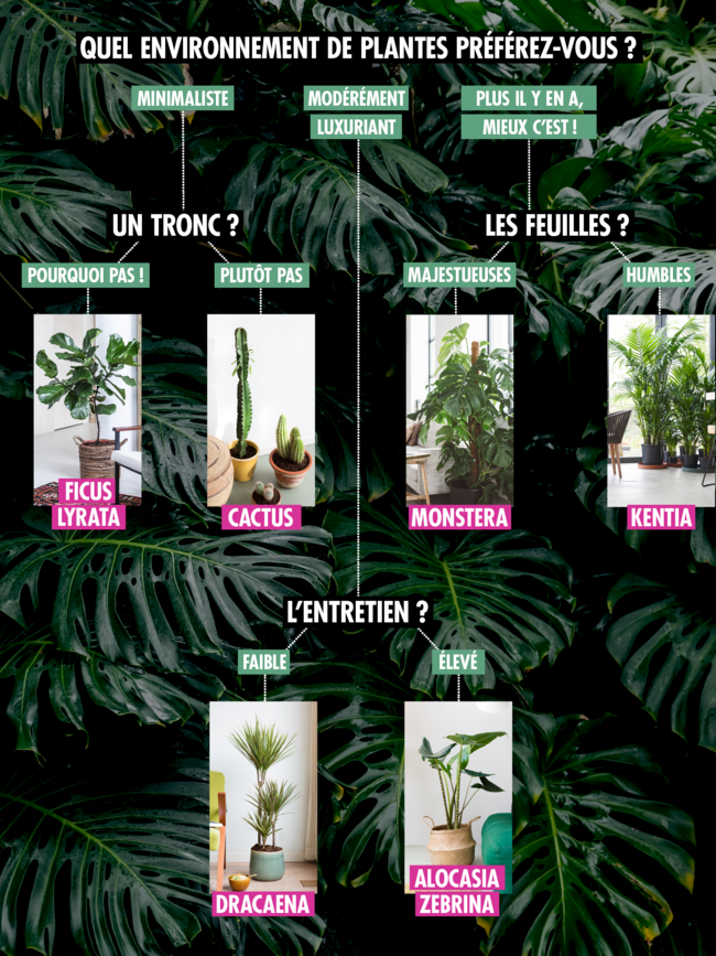 Quelle plante choisir - la plante idéale pour vous